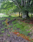 Spezialfall Biogeochemie bei wechselndem Wasserstand