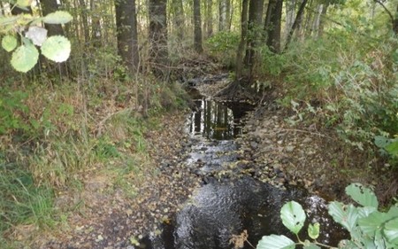 Grundwasser dominiert den Wasserzufluss in Bach-Oberläufen bei Trockenheit