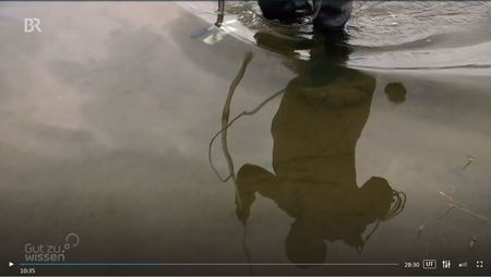 Im BR-Wissensmagazin: Fischfreundliche Wasserkraftwerke?
