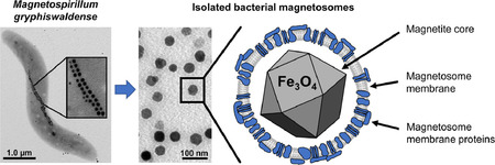 Magnetische Nanopartikel aus Bakterien – mannigfaltiges Einsatzgebiet in Biomedizin             und -technologie