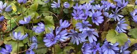 The colour blue in the world of flowers: International study explores its rarity