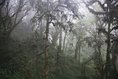 Klimaschutz durch afrikanische Bergwälder