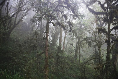 Significant carbon storage in African mountain forests