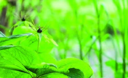 Einbeere "Blume des Jahres 2022"