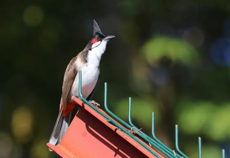 New study on biodiversity: Functional diversity declines in ecosystems on oceanic islands