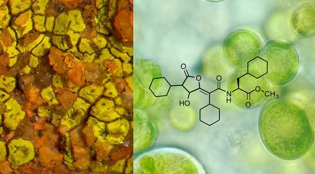 Chemical properties of key metabolites determine the global distribution of lichens
