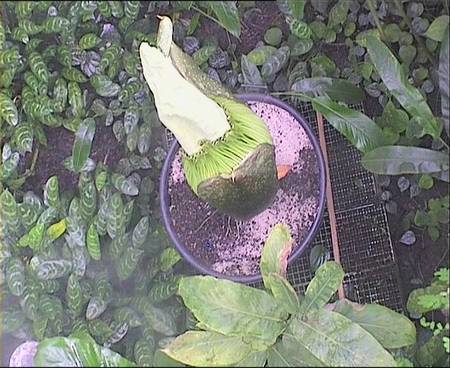 Titan arum flowered for the 6th time in the EBG