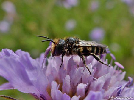 Tag der Biodiversität: BfN-Präsidentin zu Gast bei den Summern