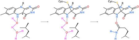 In Nature Communications: New insights into photoreceptors and biological light control