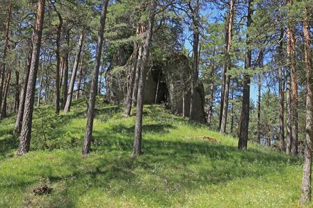 Biodiversity loss in the Franconian Jura: Bayreuth study shows massive decline of dolomite pine forests