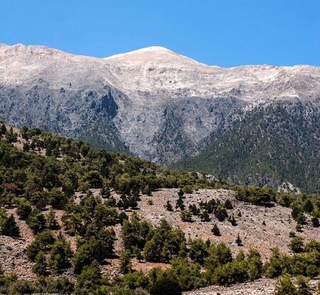 Fallstudie: Jahrzehntelanger Klimawandel in Kretas Bergen bewirkt keine Verschiebung der Baumgrenze