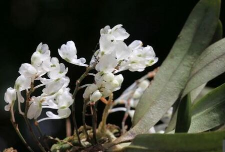 Neue Orchideenart in den Bergen Tansanias entdeckt