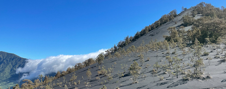 Canary Island Pine: Resistance on Needles