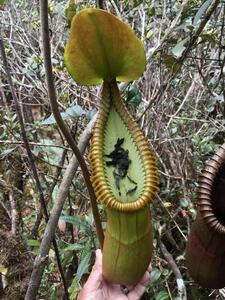 Carnivorous plants change their diet: traps as toilet bowls