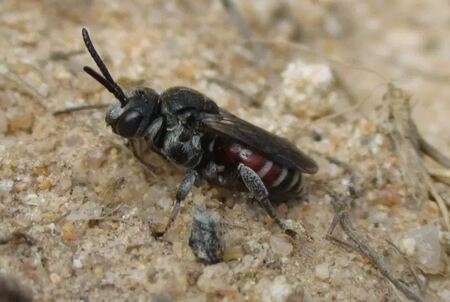 Ökologisch-Botanischer Garten ist Hotspot für Wildbienen in Mitteleuropa