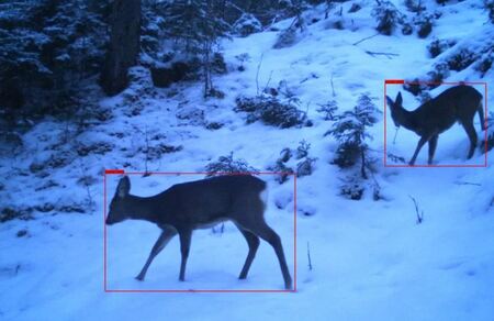Ein Meilenstein für die Ökosystemforschung: Künstliche Intelligenz im Wildtiermonitoring