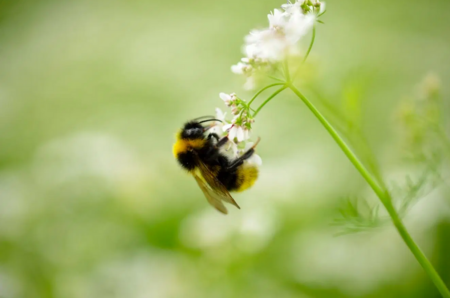 Weniger Rasen, mehr Blüten: Uni Bayreuth macht mit beim „Mähfreien Mai“