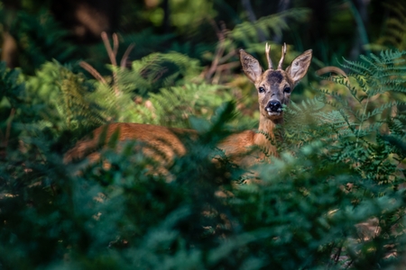 Forest controversies (in German), in Bayreuth