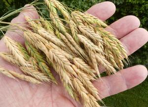 Species conservation through the art of brewing: research shows suitability of the rare whiskered brome for beer production