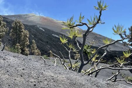 Volcanism – an underestimated driver of evolution on oceanic islands