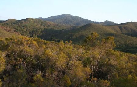 Globale Studie zu invasiven Baumarten: Bayreuther Forscher untersucht Dynamik der Artenvielfalt am Kilimanjaro