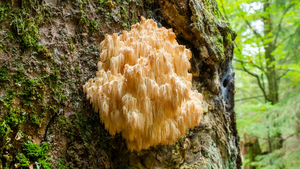 Der Retter der Pilze