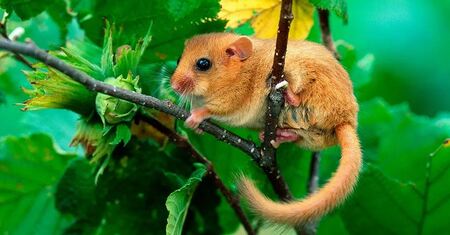 Bislang unbekannter Lebensraum der Haselmaus nachgewiesen
