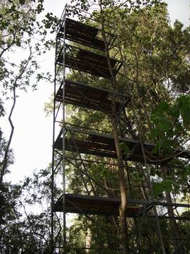 Old-Growth Evergreens in Ethiopian Forests