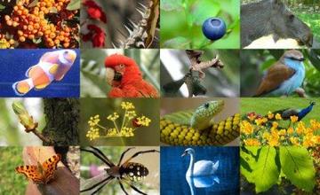 Was nützt uns die Biodiversität?