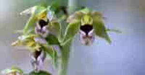 Trendblume Orchidee in der Frankenschau
