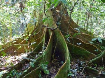 Biodiversität im Kongobecken: Umfassende Studie zu Baumarten in afrikanischen Regenwäldern
