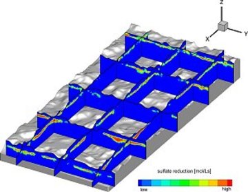 New model for biogeochemical activity in wetland systems