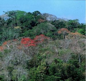 Artenvielfalt in tropischen Wäldern