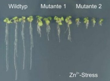 Fernziel Biofortifikation: Erkenntnisse zum Zink-Stoffwechsel in Pflanzen