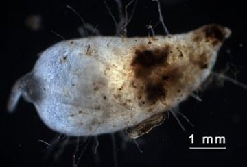 Pilz und Orchidee: Isotopenanalysen bringen Licht ins Dunkel