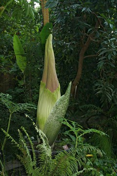 Titanwurz: größte Blume der Welt erblüht im ÖBG
