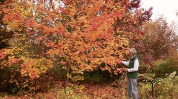 Indian Summer in Bayreuth