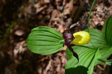 Grüne Orchideen nutzen Sonnenlicht und Pilzpartner