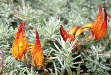 Late Quaternary climate change shapes island biodiversity