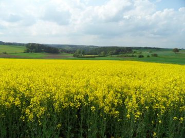 Nasse Füße beim Raps: Projektverbund startet