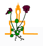 Invited by the Italian Botanical Society