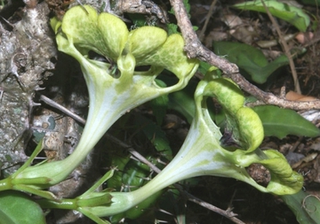 Betrügende Blüten und betrogene Insekten