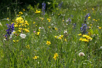 New Classification System for European Vegetation
