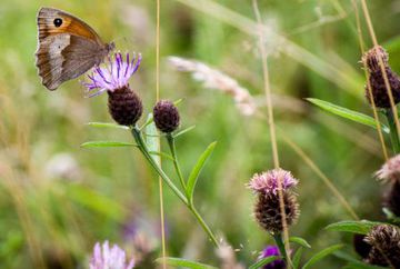 Tag der Biodiversität: Wuchs- und Lebensort Campus