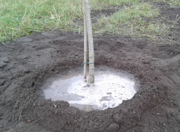 Ein Baum in Gedenken