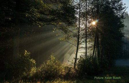 How will the forest deal with climate change?