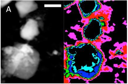Silicon increases the phosphorus availability of Arctic soils