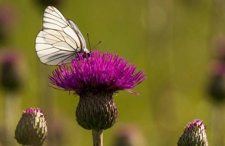 Naturgarten Bayreuth: Crowdfunding läuft