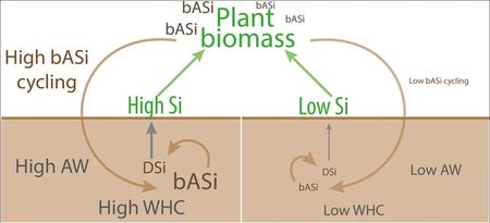 Food security: Silica increases water availability for plants