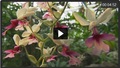 http://www.br.de/fernsehen/bayerisches-fernsehen/sendungen/frankenschau/botanischer-garten-bayreuth100.html